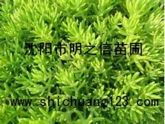 百里香产地沈阳，供应全国！图1