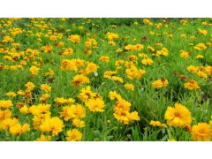 大量供应金鸡菊图1