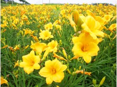 时令草花 萱草 花海 西安杨子江农业有限公司图2