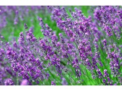 时令草花 萱草 花海 西安杨子江农业有限公司图3