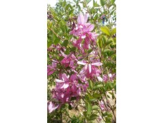 花木蓝图1