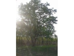 从生白蜡图1