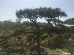 出售造型油松，优质造型油松栽培基地，山东造型油松价格图1