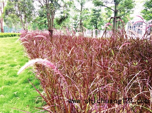 海峡奥体中心有些植物难得一见 盆景身价过万元 海峡奥体中心有些植物难得一见 盆景身价过万元