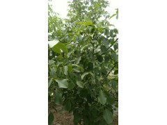 4-12核桃树图1