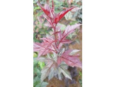 北美海棠-临沂市河东区玉杰花卉苗木种植专业合作社图1