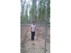 毛白杨 冠县绿化苗木繁育基地图2