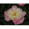 芍药