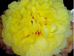 芍药，芍药价格，芍药品种图1