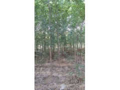 大量供应榆树图1