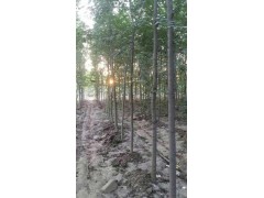 榆树图1