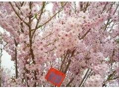 供应樱花图1