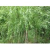 垂柳（柳树）