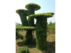 蘑菇图1