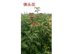 佛头花图1