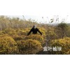 金叶榆球