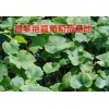 庭院栽植红提葡萄苗的特点是什么?