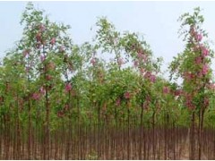 供应香花槐图1