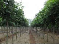 供栾树，河南周口楸树研究基地图1