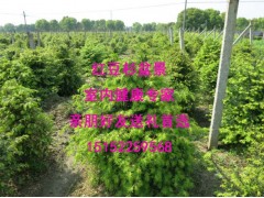 红豆杉苗价格 红豆杉树【批发】图3
