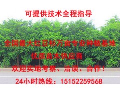 拆迁占地 小区绿化 生态园建设 绿化苗木批发图1