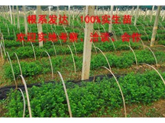 哪里有红豆杉【批发】图1