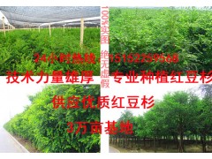 哪里有红豆杉【批发】图2