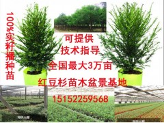 哪里有红豆杉【批发】图3