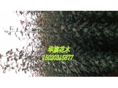 皇家雨点图1