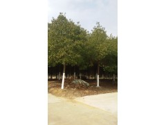 供应湖北精品香樟树图1