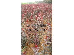 丛生矮叶紫薇图1
