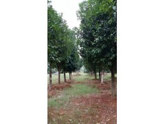 供应湖北香泡，实生香泡香柚胡柚图1