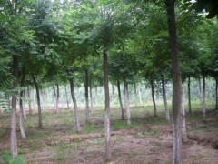 山东济宁法桐经销商，各种规格法桐树批发商，法桐小苗图片图2