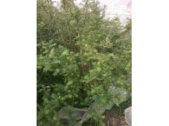 河北地区供应红瑞木，榆叶梅，珍珠梅等灌木绿化苗木图3