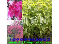 福建樱花苗,红椎苗,火力楠苗,花榈木苗,黄花梨苗,沉香苗图1