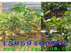 无患子小苗,山杜英苗,竹柏苗,油茶苗,香樟苗,杞木苗,桂花图3