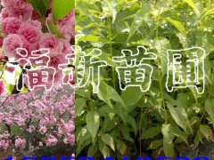 山樱花袋苗