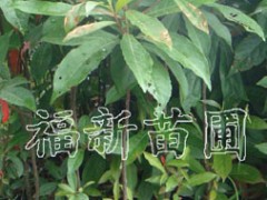 木荷小袋苗