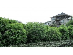 供各种大苗木;国槐，乌桕，黄连木，朴树，三角枫，大桂花，皂角图1