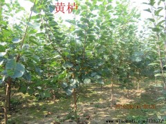 定州春源苗圃供应黄栌 红栌图1