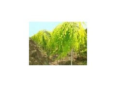 定州春源苗圃供应金叶垂榆，大叶垂榆图1