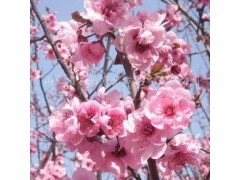 红叶碧桃、黄栌，红栌，绿叶碧桃、榆叶梅，紫叶李、紫叶矮樱图2