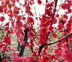 红叶碧桃、榆叶梅、黄栌、矮樱、西府海棠、垂丝海棠 红宝石海棠