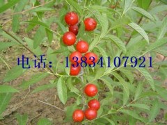 5号钙果苗 6号钙果苗 钙果苗价格 钙果苗基地图1