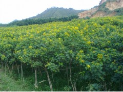 批发出售蓝花楹 黄花槐图1