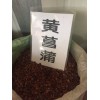 黄菖蒲种子