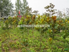 广玉兰图1