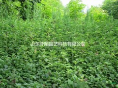 北美芙蓉图1