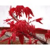 独家研发全宇宙最红三季红枫俄罗斯三季红枫全世界最红四季红枫血