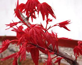 独家研发全宇宙最红三季红枫俄罗斯三季红枫全世界最红四季红枫